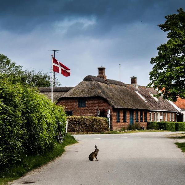 Vild Kanin på Endelave