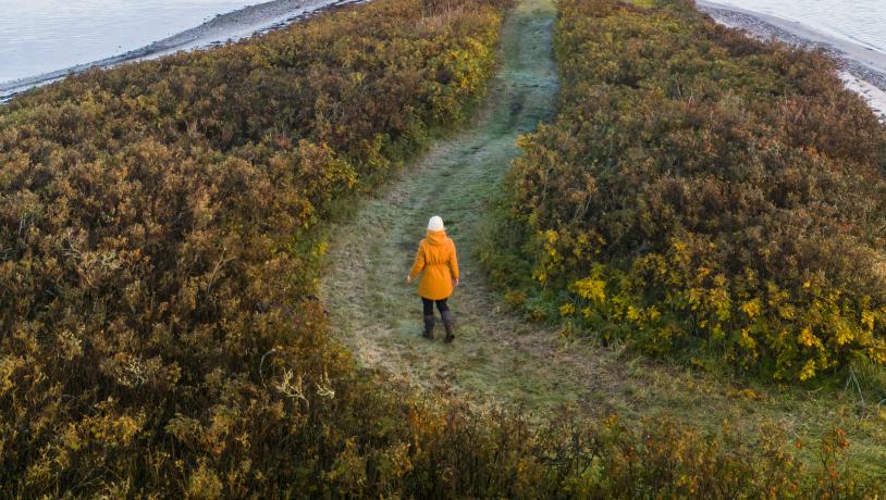 Borre Knob i Horsens Fjord