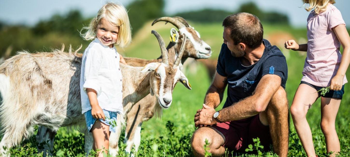 Far og børn hilser på geder på mark