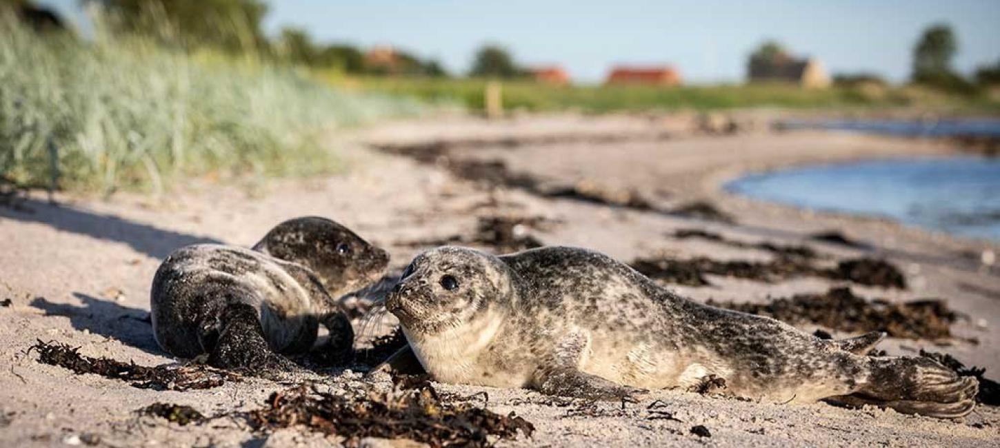 To sæler på stranden ved Hjarnø