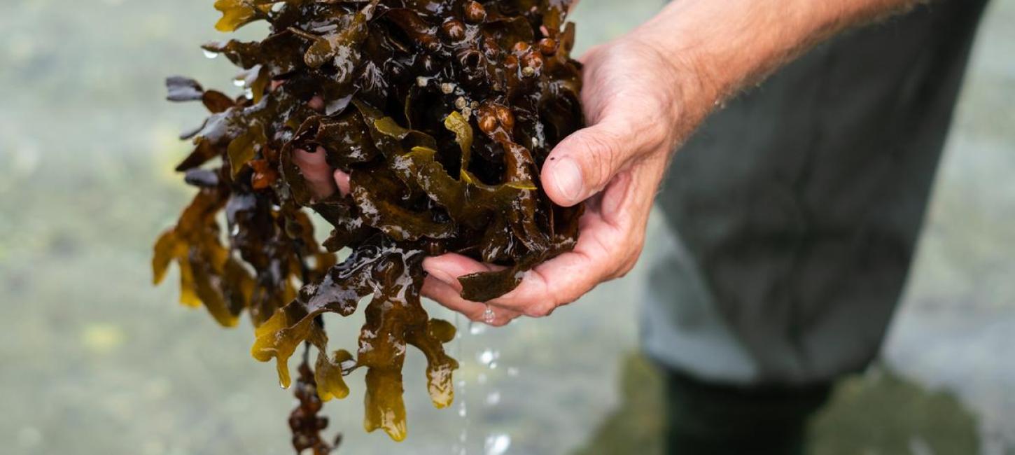 A man holding seaweed between his hands out in the water with waders on in Destination Coastal Land