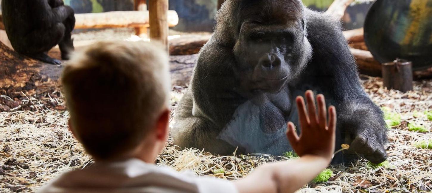 Dreng og gorilla i Givskud Zoo