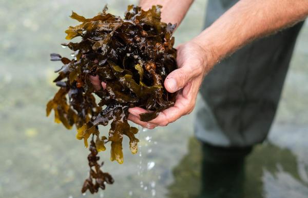 A man holding seaweed between his hands out in the water with waders on in Destination Coastal Land