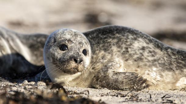 Sæl på Hjarnø strand