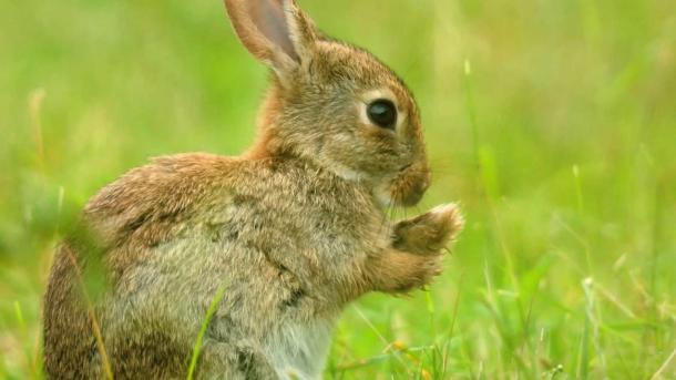 Rabbit in Endelave, Island of the Year