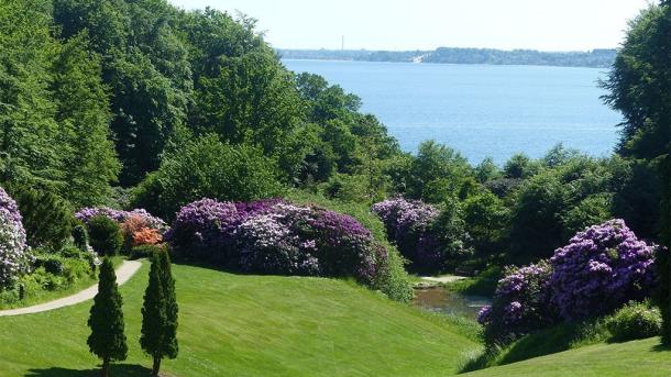 Rhododendronbuske i parken ved Hotel Vejlefjord