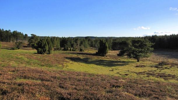 Lyngbakker ved Ryhule nær Salten Langsø