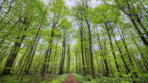 Trætoppene i Boller Skov ved Horsens