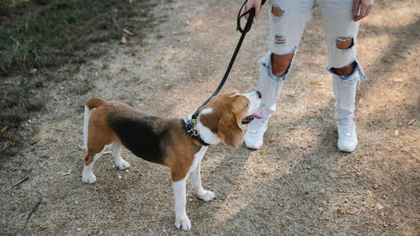 Beagle i snor på sti