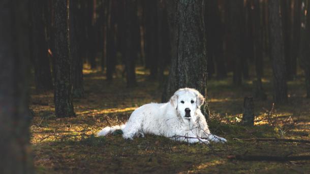 Hund ligger i skovbund mellem træer