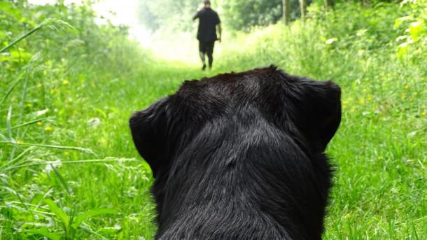 Hund ligger på græssti i skov og kigger på mand