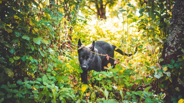 Hund går i højt græs i skov