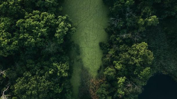 Luftfoto af skov og mose