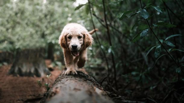 Hund løber på træstamme i skov