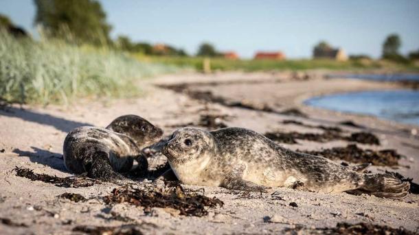 To sæler på stranden ved Hjarnø