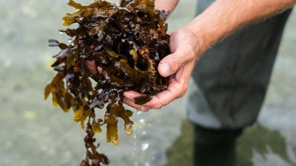 A man holding seaweed between his hands out in the water with waders on in Destination Coastal Land