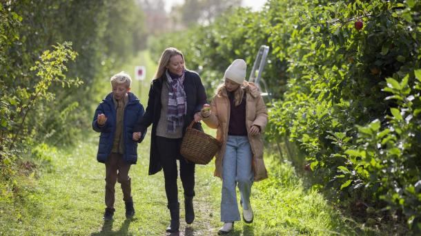Familie på pluk selv frugt ved Karensminde Frugtplantage i Destination Kystlandet 