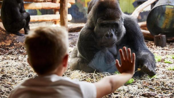 Dreng og gorilla i Givskud Zoo