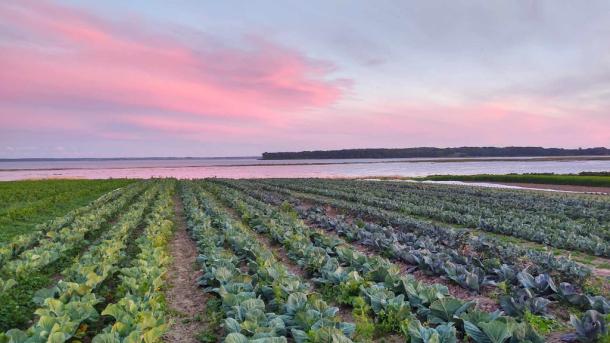 En mark med kål ved kysten og udsigt over Horsens Fjord fra Hjarnø