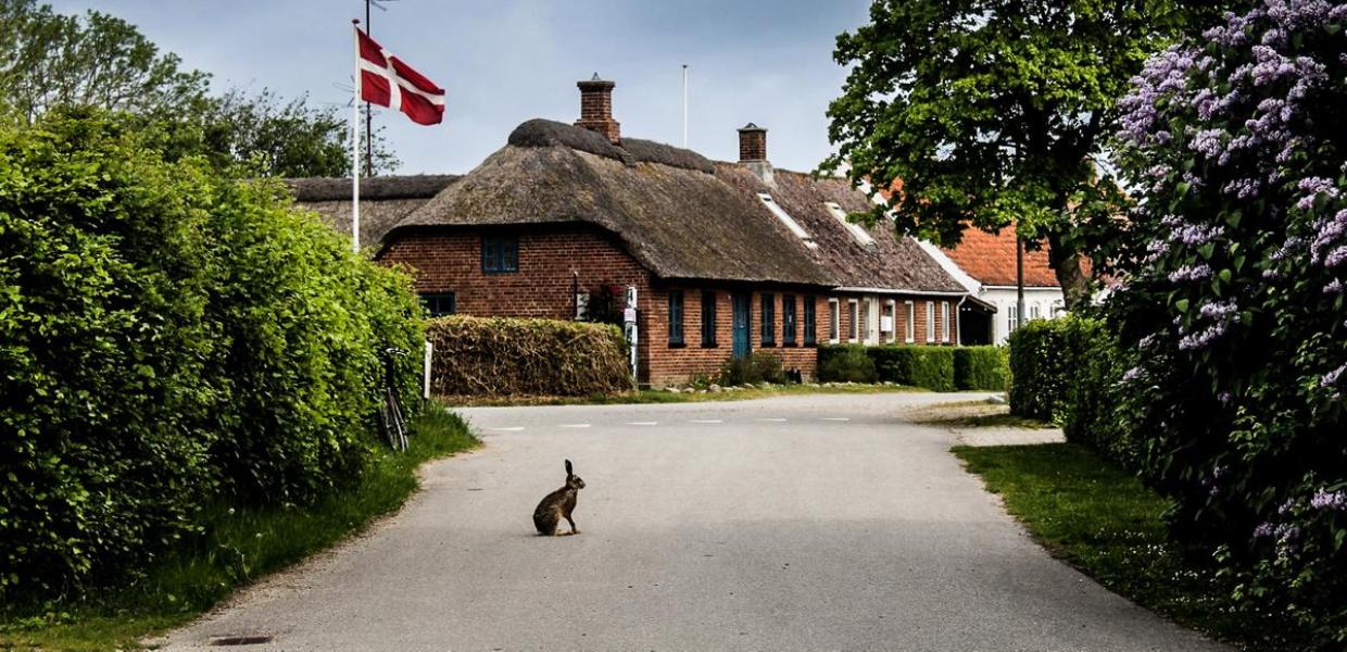 Vild Kanin på Endelave