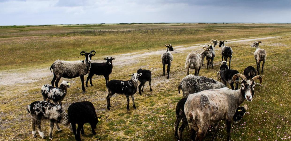 Geder græsser ved sti på Endelave