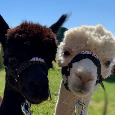 En brun og hvid alpaca