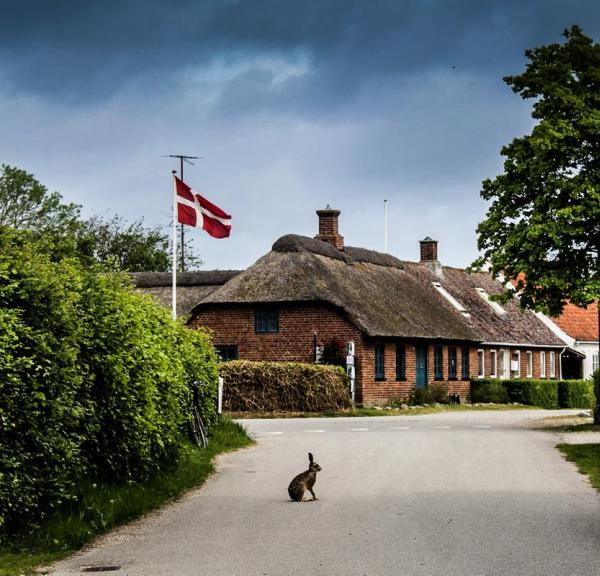 Vild Kanin på Endelave