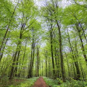 Trætoppene i Boller Skov ved Horsens