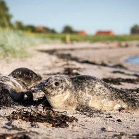 To sæler på stranden ved Hjarnø