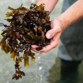 A man holding seaweed between his hands out in the water with waders on in Destination Coastal Land