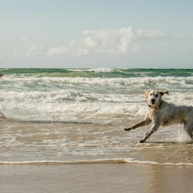Mand i badeshorts i vandkanten med lys labradorhund