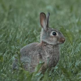 Brun vild kanin i grønt græs 