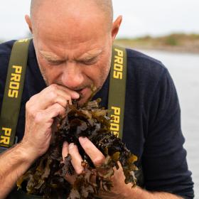 Mand spiser tang i waders på endelave til en guidet tur med tang safari